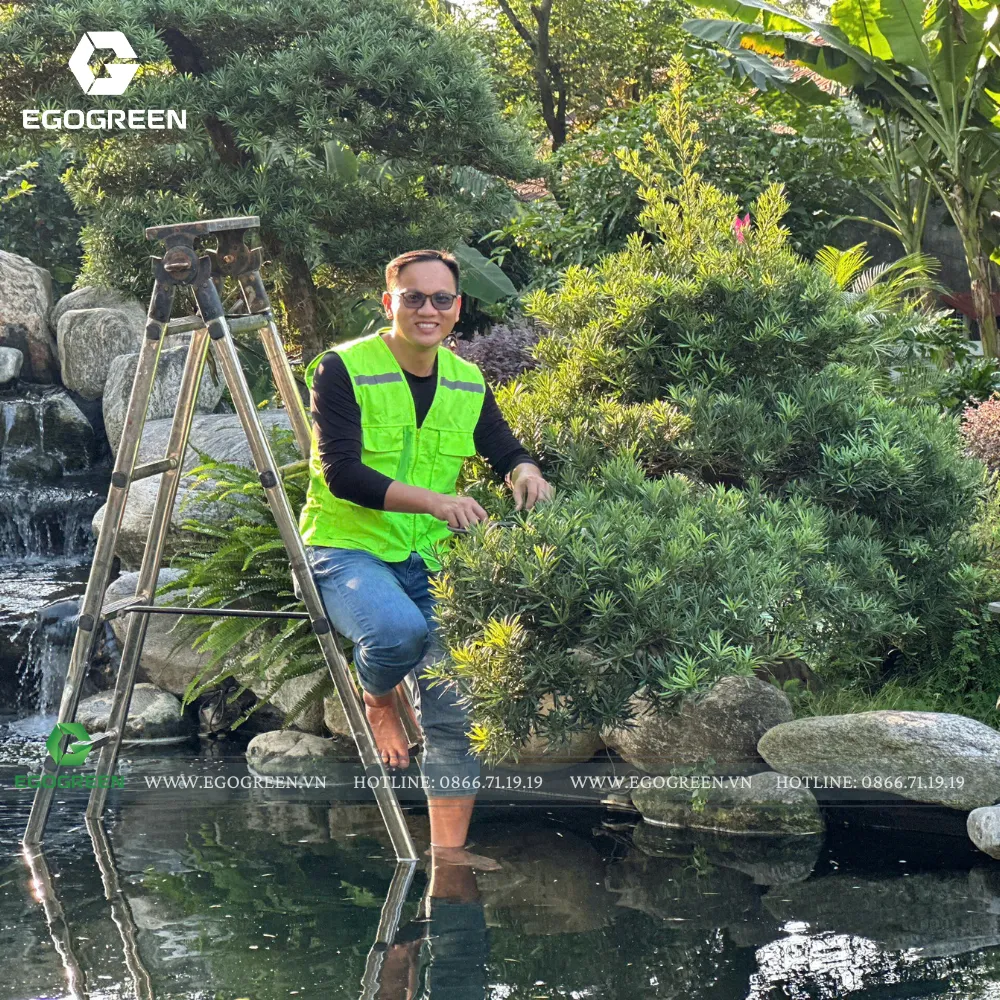 Việc lựa chọn cây xanh phù hợp với điều kiện sống cạnh hồ nước cực kỳ quan trọng.